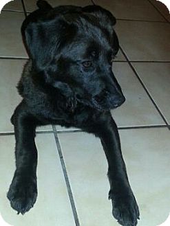 Labrador Retriever/Flat-Coated Retriever Mix Puppy for Sale in hollywood, Florida - tasi Labrador Retriever/Flat-Coated Retriever Mix Puppy for Sale in hollywood, Florida - tasi