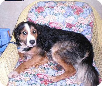 Border Collie Mix Dog for Sale in New Castle, Pennsylvania - Border Collie Mix Dog for Sale in New Castle, Pennsylvania -