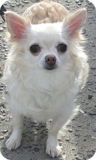 Chihuahua Dog for Sale in Forked River, New Jersey - Sugar Chihuahua Dog for Sale in Forked River, New Jersey - Sugar