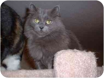 Domestic Mediumhair Cat for Sale in Lethbridge, Alberta - Molly Domestic Mediumhair Cat for Sale in Lethbridge, Alberta - Molly