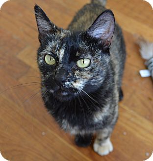 Domestic Shorthair Cat for Sale in San Diego, California - Kaylee Domestic Shorthair Cat for Sale in San Diego, California - Kaylee