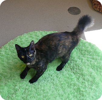 Domestic Mediumhair Cat for Sale in Chula Vista, California - Dolly Domestic Mediumhair Cat for Sale in Chula Vista, California - Dolly
