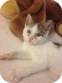 Domestic Shorthair Kitten for Sale in East Brunswick, New Jersey - Holly Domestic Shorthair Kitten for Sale in East Brunswick, New Jersey - Holly