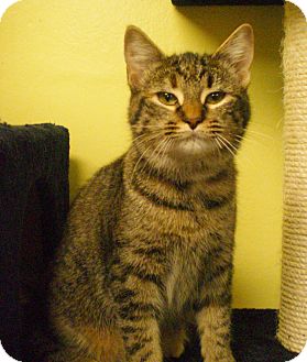 Domestic Shorthair Cat for Sale in Grand Rapids, Michigan - Julianna Domestic Shorthair Cat for Sale in Grand Rapids, Michigan - Julianna
