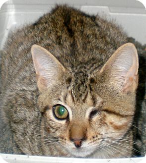 Domestic Shorthair Cat for Sale in Troy, Michigan - Aijo Domestic Shorthair Cat for Sale in Troy, Michigan - Aijo