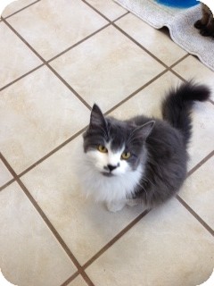 Domestic Longhair Cat for Sale in Chippewa Falls, Wisconsin - Dolly Domestic Longhair Cat for Sale in Chippewa Falls, Wisconsin - Dolly