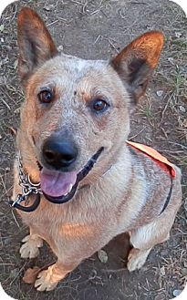 Australian Cattle Dog Mix Dog for Sale in Delano, Minnesota - Willis Australian Cattle Dog Mix Dog for Sale in Delano, Minnesota - Willis