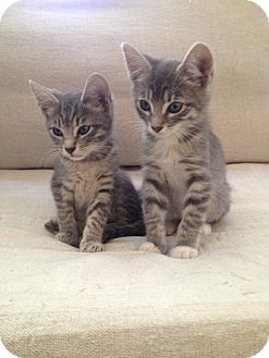 Domestic Shorthair Kitten for Sale in Los Angeles, California - Zack & Dee Dee- cuddle pair Domestic Shorthair Kitten for Sale in Los Angeles, California - Zack & Dee Dee- cuddle pair