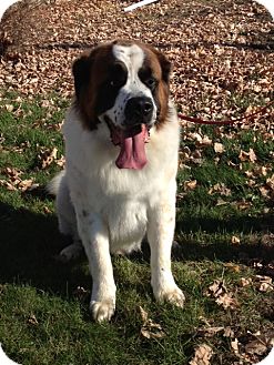 St. Bernard Dog for Sale in Douglas, Ontario - Bentley St. Bernard Dog for Sale in Douglas, Ontario - Bentley