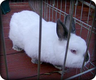 Dwarf Mix for Sale in Williston, Florida - Dude Dwarf Mix for Sale in Williston, Florida - Dude