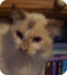 Ragdoll Cat for Sale in Ennis, Texas - Cherubim Ragdoll Cat for Sale in Ennis, Texas - Cherubim