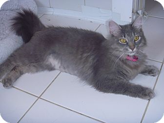 Domestic Mediumhair Cat for Sale in Franklin, New York - Pink Collar Domestic Mediumhair Cat for Sale in Franklin, New York - Pink Collar