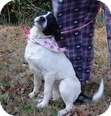 Boston Terrier/Border Collie Mix Puppy for Sale in Plainfield, Connecticut - Gloria (In NEW ENGLAND!!!) Boston Terrier/Border Collie Mix Puppy for Sale in Plainfield, Connecticut - Gloria (In NEW ENGLAND!!!)