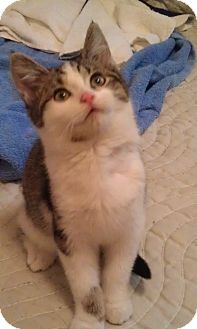 Domestic Shorthair Kitten for Sale in Cleveland, Ohio - Billy Domestic Shorthair Kitten for Sale in Cleveland, Ohio - Billy