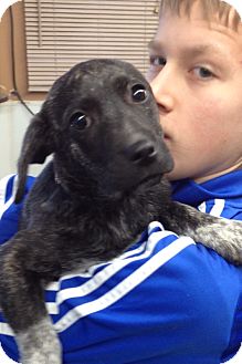 Australian Shepherd/Dutch Shepherd Mix Puppy for Sale in Danbury, Connecticut - Sway Australian Shepherd/Dutch Shepherd Mix Puppy for Sale in Danbury, Connecticut - Sway