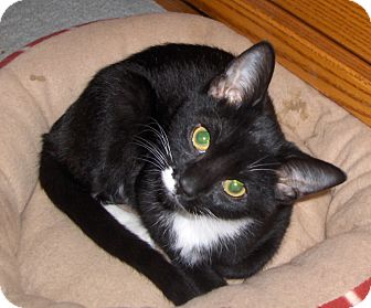 Domestic Shorthair Cat for Sale in Richmond, Virginia - Jerry Domestic Shorthair Cat for Sale in Richmond, Virginia - Jerry