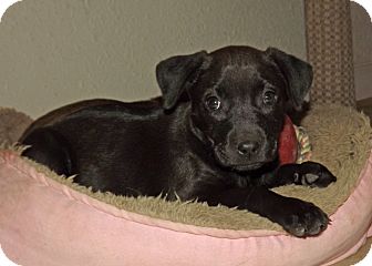Labrador Retriever/Shar Pei Mix Puppy for Sale in Phoenix, Arizona - Gemma Labrador Retriever/Shar Pei Mix Puppy for Sale in Phoenix, Arizona - Gemma