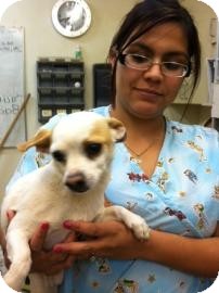 Chihuahua Mix Dog for Sale in Tucson, Arizona - Chikito Chihuahua Mix Dog for Sale in Tucson, Arizona - Chikito