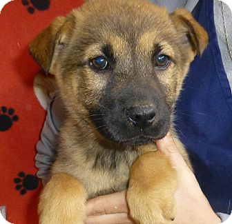 Golden Retriever/German Shepherd Dog Mix Puppy for Sale in Oviedo, Florida - Montana Golden Retriever/German Shepherd Dog Mix Puppy for Sale in Oviedo, Florida - Montana