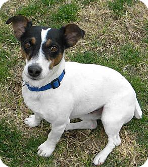 Jack Russell Terrier Dog for Sale in Phoenix, Arizona - HAROLD Jack Russell Terrier Dog for Sale in Phoenix, Arizona - HAROLD