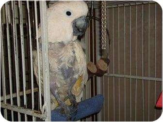 Cockatoo for Sale in Mantua, Ohio - LUCY Cockatoo for Sale in Mantua, Ohio - LUCY