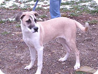 Shepherd (Unknown Type) Mix Dog for Sale in New Castle, Pennsylvania - Shepherd (Unknown Type) Mix Dog for Sale in New Castle, Pennsylvania -