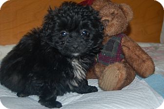 Poodle (Toy or Tea Cup)/Dachshund Mix Puppy for Sale in Hazard, Kentucky - Bentley Poodle (Toy or Tea Cup)/Dachshund Mix Puppy for Sale in Hazard, Kentucky - Bentley