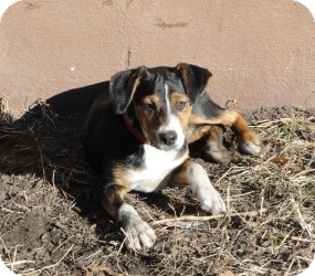 Australian Shepherd/Labrador Retriever Mix Puppy for Sale in Marlton, New Jersey - Zuri - 4 mos. old Australian Shepherd/Labrador Retriever Mix Puppy for Sale in Marlton, New Jersey - Zuri - 4 mos. old