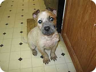 Blue Heeler Mix Puppy for Sale in Pelham, New York - Seth Blue Heeler Mix Puppy for Sale in Pelham, New York - Seth