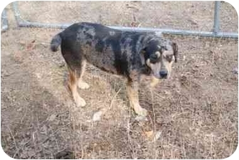 Catahoula Dachshund Mix