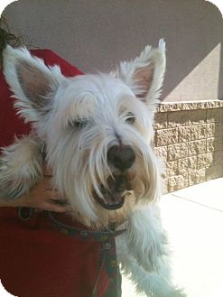 Westie, West Highland White Terrier Mix Dog for Sale in Tucson, Arizona - Jasper Westie, West Highland White Terrier Mix Dog for Sale in Tucson, Arizona - Jasper