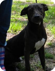 Labrador Retriever Mix Dog for Sale in Gainesville, Florida - Elmer Labrador Retriever Mix Dog for Sale in Gainesville, Florida - Elmer