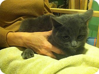 Domestic Shorthair Cat for Sale in Chicago, Illinois - Eevie Domestic Shorthair Cat for Sale in Chicago, Illinois - Eevie
