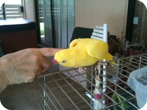 Ringneck for Sale in Tampa, Florida - Sunnie Ringneck for Sale in Tampa, Florida - Sunnie
