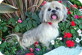 Lhasa Apso Dog for Sale in Los Angeles, California - CARAMEL Lhasa Apso Dog for Sale in Los Angeles, California - CARAMEL