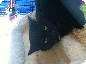 Domestic Shorthair Cat for Sale in West Dundee, Illinois - Bridget Domestic Shorthair Cat for Sale in West Dundee, Illinois - Bridget