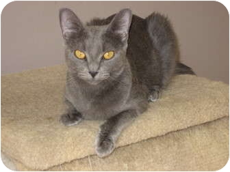 Russian Blue Cat for Sale in Huffman, Texas - Bella Russian Blue Cat for Sale in Huffman, Texas - Bella