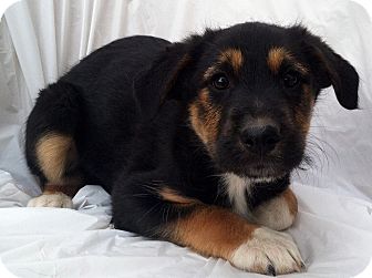 Bernese Mountain Dog/Irish Wolfhound Mix Puppy for Sale in Thousand Oaks, California - Jacob Bernese Mountain Dog/Irish Wolfhound Mix Puppy for Sale in Thousand Oaks, California - Jacob