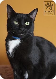 Domestic Shorthair Cat for Sale in Lancaster, Massachusetts - Holly Domestic Shorthair Cat for Sale in Lancaster, Massachusetts - Holly