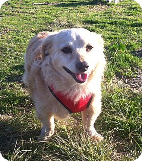 Corgi Mix Dog for Sale in Irvine, California - JERRY Corgi Mix Dog for Sale in Irvine, California - JERRY