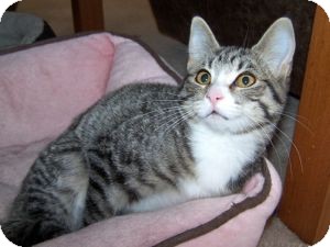 Domestic Shorthair Kitten for Sale in Colorado Springs, Colorado - K-Sitka1-Lily Domestic Shorthair Kitten for Sale in Colorado Springs, Colorado - K-Sitka1-Lily