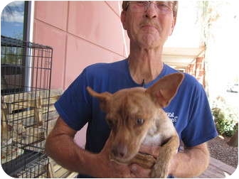 Chihuahua Mix Dog for Sale in Chandler, Arizona - Neric Chihuahua Mix Dog for Sale in Chandler, Arizona - Neric