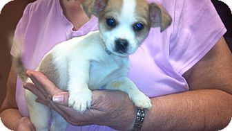 Chihuahua Mix Puppy for Sale in Hazard, Kentucky - Schremp Chihuahua Mix Puppy for Sale in Hazard, Kentucky - Schremp