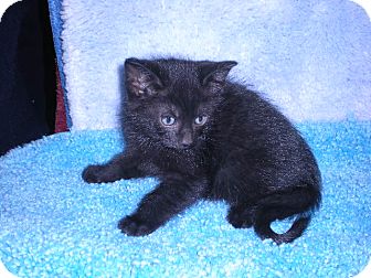 Domestic Shorthair Kitten for Sale in New Castle, Pennsylvania - Domestic Shorthair Kitten for Sale in New Castle, Pennsylvania -