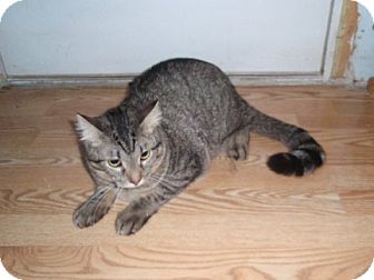 Domestic Shorthair Cat for Sale in Chicago, Illinois - Nicky Domestic Shorthair Cat for Sale in Chicago, Illinois - Nicky