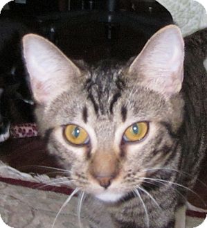 Domestic Shorthair Cat for Sale in Winchester, California - Winston Domestic Shorthair Cat for Sale in Winchester, California - Winston