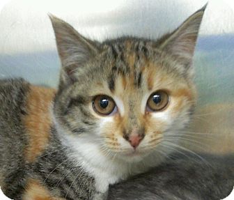 Domestic Shorthair Kitten for Sale in Richboro, Pennsylvania - Mary Tyler Moore Domestic Shorthair Kitten for Sale in Richboro, Pennsylvania - Mary Tyler Moore