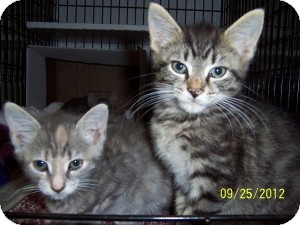 Domestic Shorthair Kitten for Sale in Oceanside, New York - Gizmo Domestic Shorthair Kitten for Sale in Oceanside, New York - Gizmo