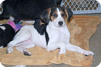 Foxhound/Beagle Mix Puppy for Sale in Minneola, Florida - Maddie Foxhound/Beagle Mix Puppy for Sale in Minneola, Florida - Maddie
