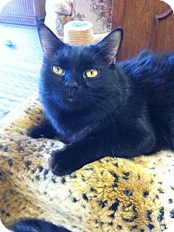 Domestic Longhair Cat for Sale in Fountain Hills, Arizona - BOO BOO Domestic Longhair Cat for Sale in Fountain Hills, Arizona - BOO BOO